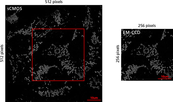 N-STORM 4.0超分辨率显微镜宽视野图.png
