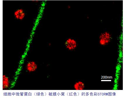 N-STORM 4.0超分辨率显微镜色彩图.png