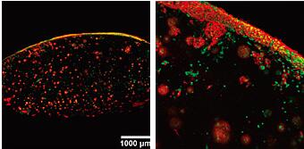Multizoom AZ-C2+显微镜样张图1.jpg