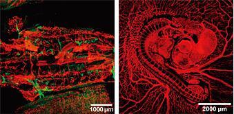 Multizoom AZ-C2+显微镜样张图.jpg