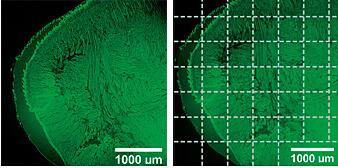 Multizoom AZ-C2+显微镜成像图.jpg